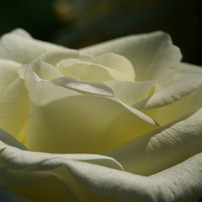 色とりどりの花３「白い色の花々」