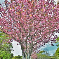 SIGMA(シグマ)のレンズ 17-35mm F2.8-4 EX DG ASPHERICAL HSM (ｷﾔﾉﾝ用