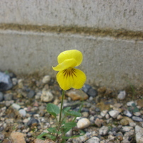 OLYMPUS(オリンパス)のデジタルカメラFE5010,X915 で撮影した写真(画像