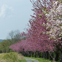 春の花7(桜7)