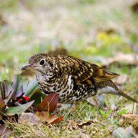 SIGMA(シグマ)のレンズ APO 50-500mm F4-6.3 EX DG/HSM (ﾐﾉﾙﾀ AF