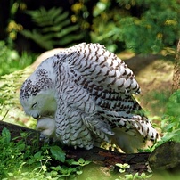 動物園の鳥たちー22