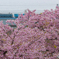 2022.3.10 桜とEF66 27  1092レ