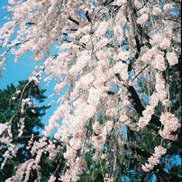 オリンパスペンS3.5　希少　実写済み　OLYMPUS PEN S3.5 オリンパスペンS3.5 希少 実写済み OLYMPUS PEN S3.5