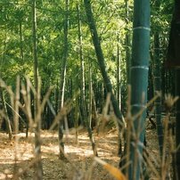 MINOLTA(ミノルタ)のフィルムカメラα-101si で撮影した写真(画像)一覧