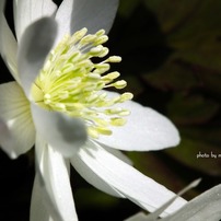 白い花のシベ