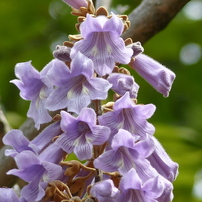 春の花10(桐の花)