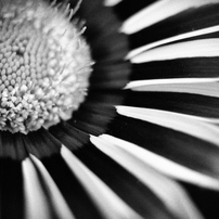 シグマ SIGMA Art 30mm F2.8 DN マイクロフォーサーズ 作例 SIGMA（シグマ） 30mm F2.8 DN 実写レビュー | フォトヨドバシ
