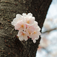 2011年4月 桜づくし -福岡市-