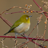 栃木の野鳥