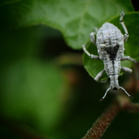 SIGMA(シグマ)のレンズ 30mm F2.8 DN ブラック [マイクロフォーサーズ