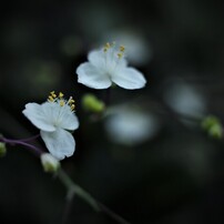 シグマ SIGMA Art 30mm F2.8 DN マイクロフォーサーズ 作例 シグマ 30mm F2.8 DN ブラック [マイクロフォーサーズ用]で撮影