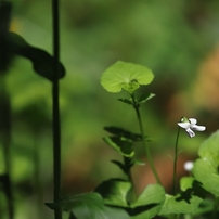 花草木　７０