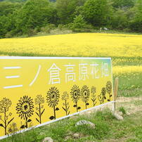三ノ倉高原花畑