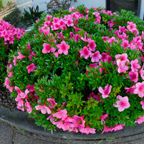 SIGMA 10mm F2.8 EX DC FISHEYE HSM ニコン SIGMA（シグマ） 10mm F2.8 EX DC FISHEYE HSM 実写レビュー | フォト