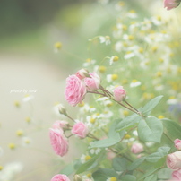 roserose