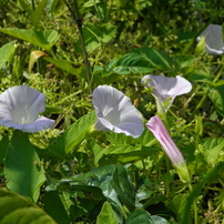 OLYMPUS SP-600UZ デジカメ フルセット a4319 OLYMPUS SP-600UZ デジカメ フルセット a4319