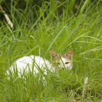 SIGMA(シグマ)のレンズ APO 135-400mm F4.5-5.6 DG (ｷﾔﾉﾝ AF) で