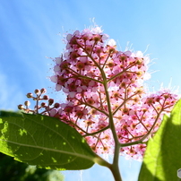 Q. 何の花でしょう？