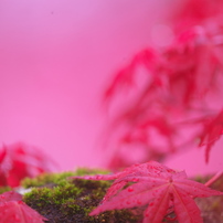 モミジ 紅葉 もみじ