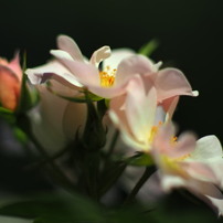 COSINA(コシナ)のレンズ フォクトレンダー NOKTON 60mm F0.95 で撮影
