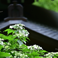 紫陽花の季節