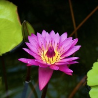 20220531さくやこの花館