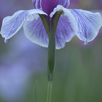 AI Nikkor ED 400mm F3.5S（IF） AI Nikkor ED 400mm F3.5S（IF） - 概要 | NIKKORレンズ | ニコン