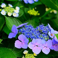 TAMRON(タムロン)のレンズ SP 90mm F/2.8 Di MACRO 1：1 VC USD (Model