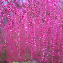 CANON(キヤノン)のレンズ EF85mm F1.8 USM で撮影した写真(画像)一覧