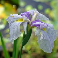 花菖蒲①