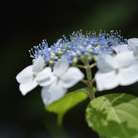 TAMRON(タムロン)のレンズ SP 90mm F/2.8 Di MACRO 1：1 VC USD (Model