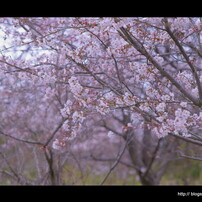 桜 - 2011 -