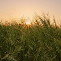 麦と夕日