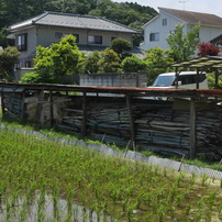 連続写真エッセイ：田んぼと道端の花＆海