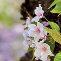 2022桜