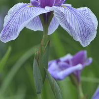 NIKON(ニコン)のレンズ Ai Nikkor ED 400mm F2.8S(IF) で撮影した写真