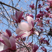 お散歩写真館：植物（春）