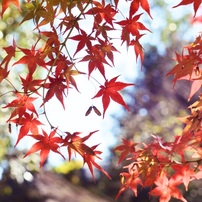 20211129奈良公園紅葉