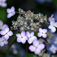 花・果実-23：庭園・公園・野山