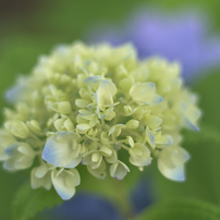 KYOCERA(京セラ)のレンズ Carl Zeiss Planar T* 50mm F1.7 (MM) で撮影