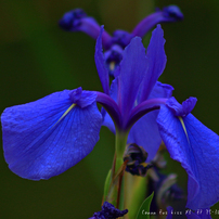 Canon EF75-300mm F4-5.6 III USM 作例有 CANON EF75-300mm f4-5.6 iii レビュー:コスパ抜群の望遠ズーム