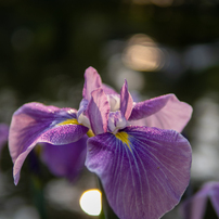 シグマ SIGMA Art 30mm F2.8 DN マイクロフォーサーズ 作例 画角が合えば』 シグマ 30mm F2.8 DN シルバー [マイクロフォー