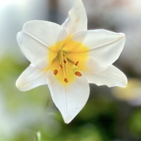 20220620ゆり・ケシ・さくやこの花館
