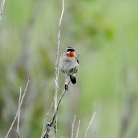 鳥撮り