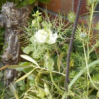 NIKON(ニコン)のデジタルカメラCOOLPIX L320 で撮影した写真(画像)一覧