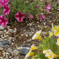 NIKON(ニコン)のデジタルカメラCOOLPIX L320 で撮影した写真(画像)一覧