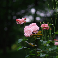 薔薇の写真 画像 写真集 写真共有サイト Photohito