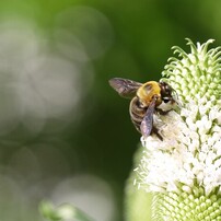 薬用植物園２