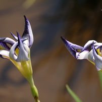 花菖蒲